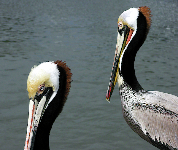 Two Pelicans by David Shuler Two Pelicans by David Shuler